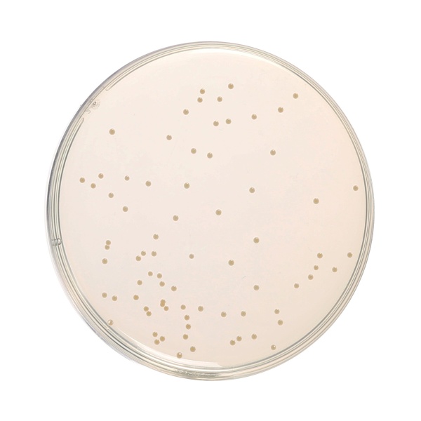 HiEncapâ„¢ Nutrient Agar