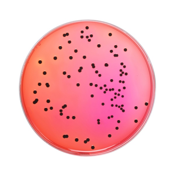 Xylose Lysine Deoxycholate Agar, Granulated (XLD Agar, Granulated) 500G