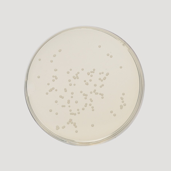 Sabouraud Maltose Agar, Granulated 500G