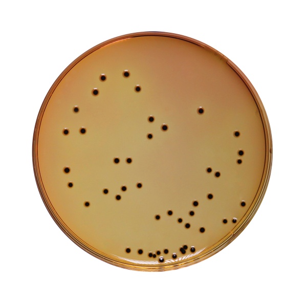 Deoxycholate Citrate Agar Medium, Granulated 500G