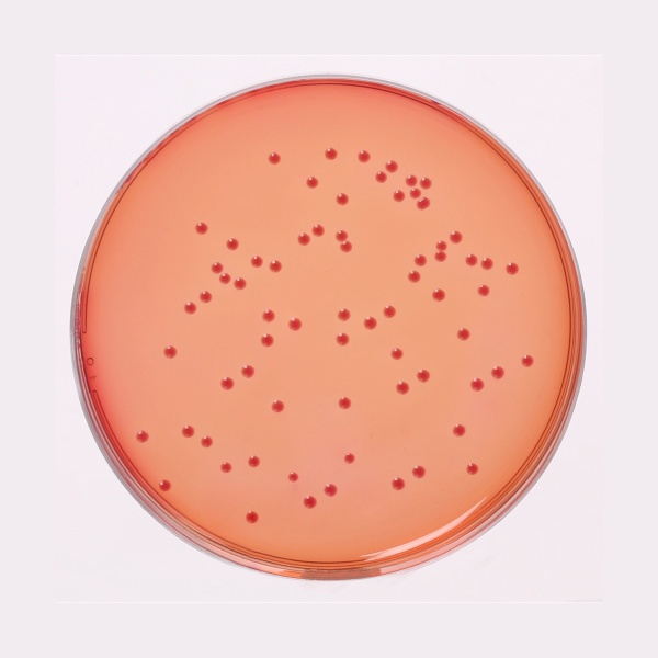 MacConkey Agar w/o CV, NaCl w/0.5% Bile Salts, Granulated 500G