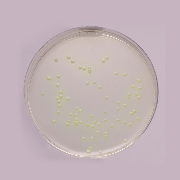 Pseudomonas Agar Base, Granulated 500G
