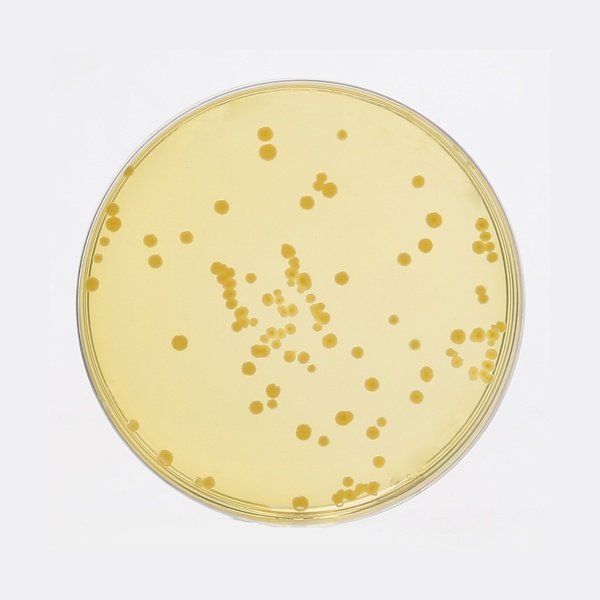 Dextrose Tryptone Agar, Granulated 500G