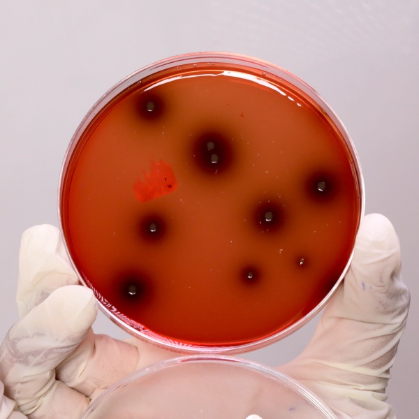 Listeria Identification Agar Base (PALCAM), Granulated 500G