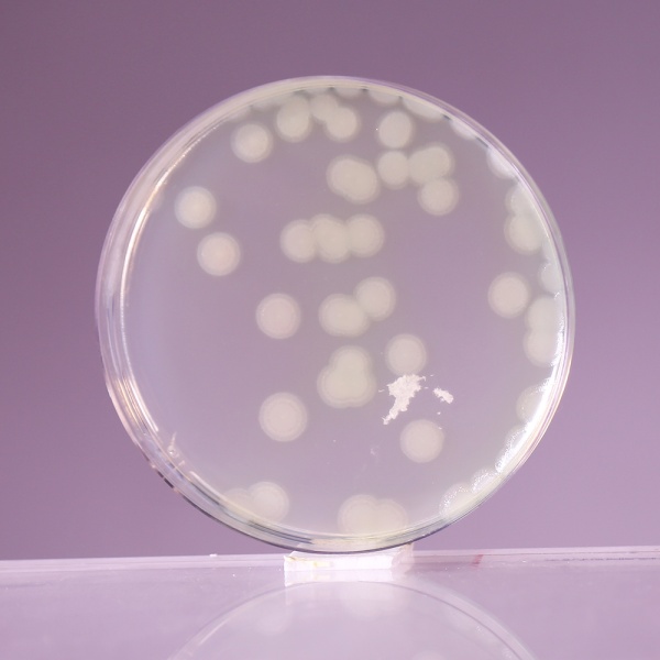 Mueller Hinton Agar No. 2, Granulated 500G