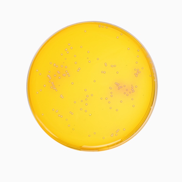 D.T.M. Agar Base, Granulated (Dermatophyte Test Agar Base, Granulated) 500G