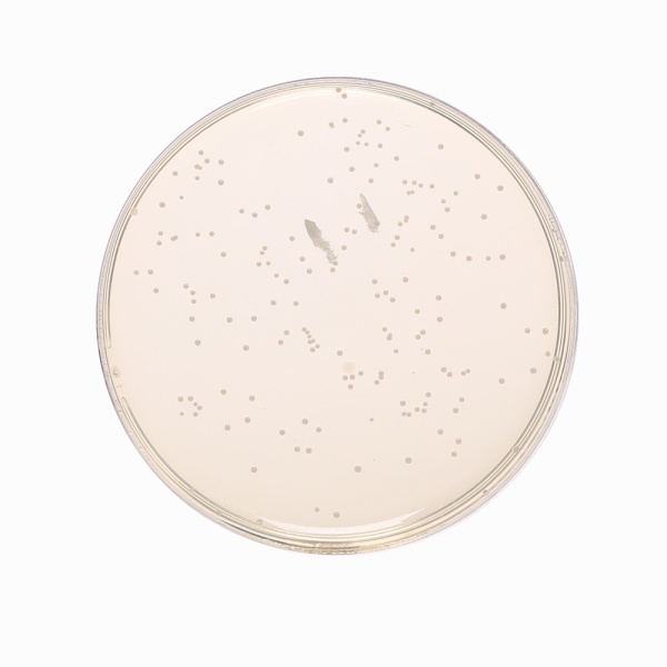 M17 Agar Base, Granulated 500G