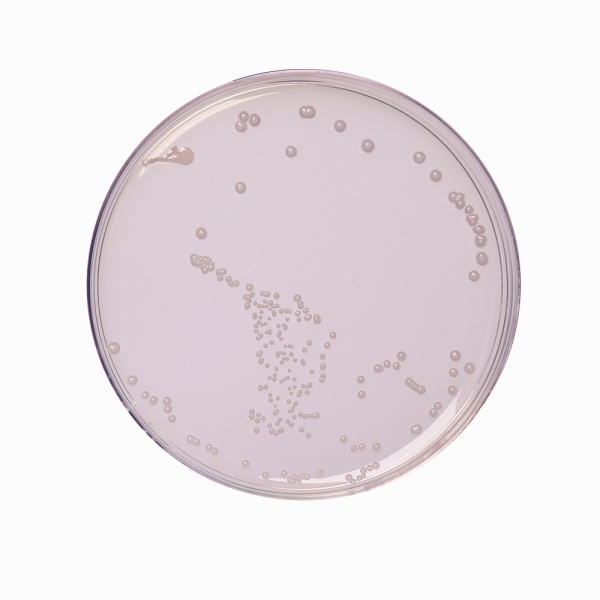 R-2A Agar, Granulated 500G