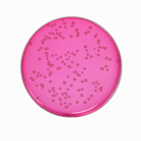 Brilliant Green Agar Base w/ Phosphates, Granulated 500G
