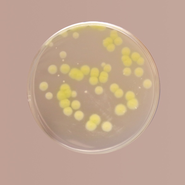 Cetrimide Agar, Granulated 500G