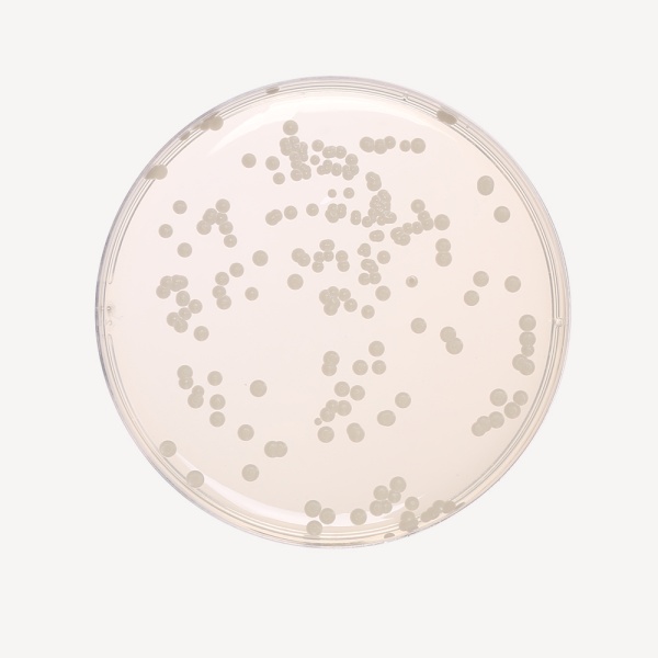 Sabouraud Dextrose Agar Medium 4, Granulated 500G