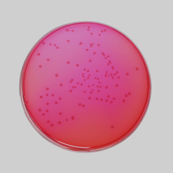 Xylose Lysine Deoxycholate Agar (XLD Agar) 100G