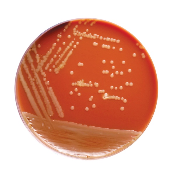 GC Agar Base 100G
